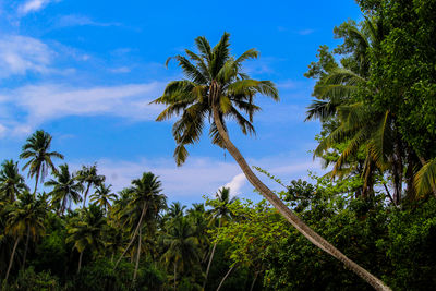 Low angle view of coconut palm trees against blue sky