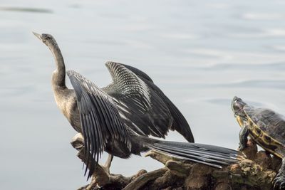 Bird perching on a lake