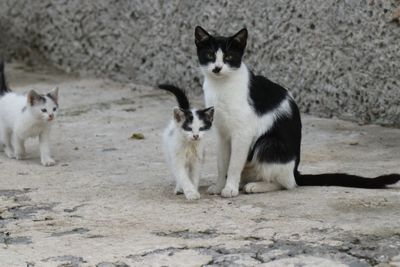 Portrait of two cats