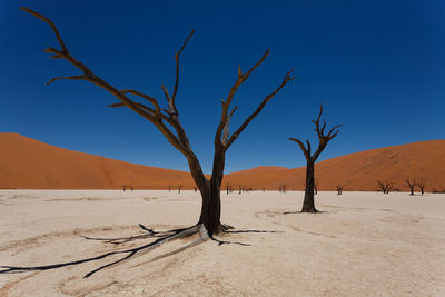 Bare trees at desert against clear blue sky