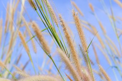 Close-up of stalks against blurred background