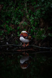 Bird on a lake