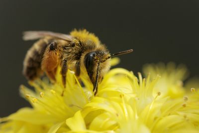 Close-up of bee pollinating on yellow flower