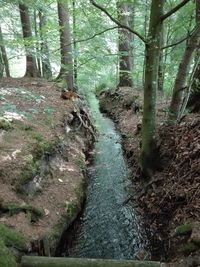 Trees growing in forest