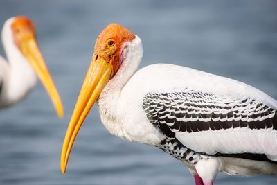 Close-up of painted stork