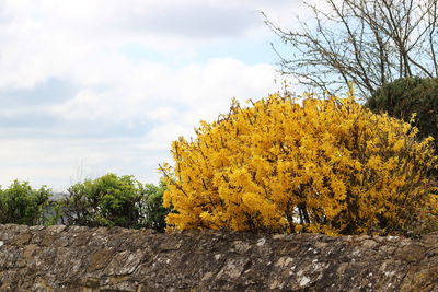 Yellow autumn trees on landscape against sky