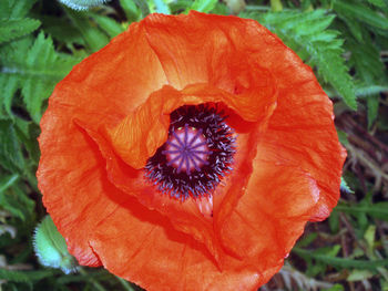 Close-up of orange flower