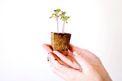 Cropped image of hand holding over white background