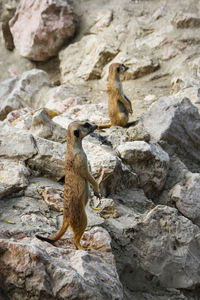 Squirrel sitting on rock