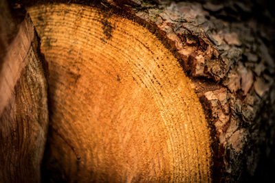 Close-up of tree trunk