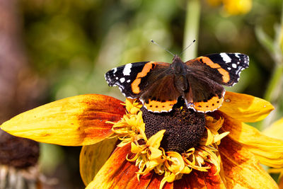 Close-up of butterfly on flower