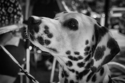 Close-up of dalmatian dog