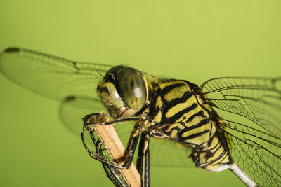 Close-up of dragonfly on leaf