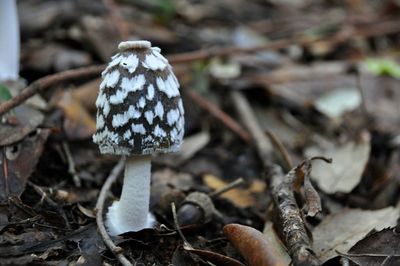 Close-up of mushroom growing on field