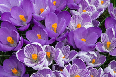 Close-up of purple crocus flowers
