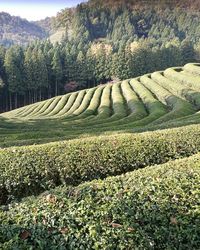 Crops growing on field