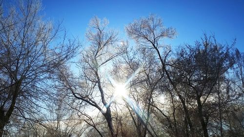 Low angle view of trees against clear sky