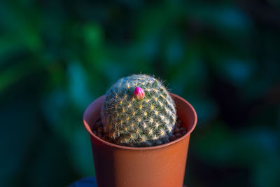 Close-up of cactus