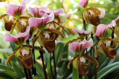 Close-up of pink flowering plants