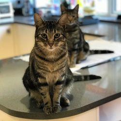 Portrait of tabby cat sitting on table at home