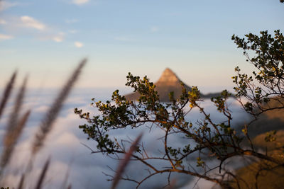 Close-up of plant against sky