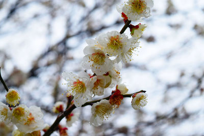 Close-up of cherry blossoms in spring