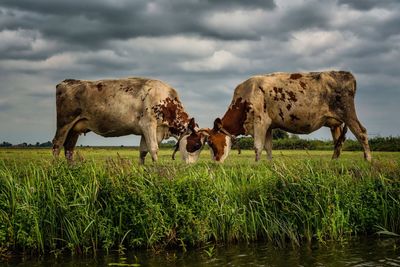 Cows roughhousing while standing on field against sky