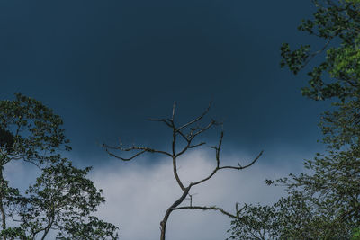 Low angle view of silhouette tree against blue sky