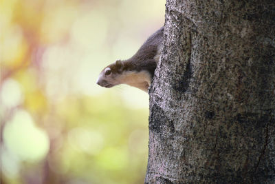 Close-up of squirrel on tree trunk