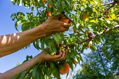 Low angle view of hand holding fruit on tree