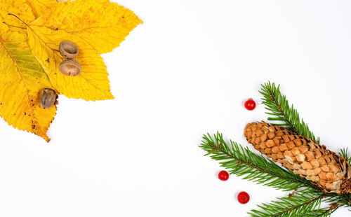 Close-up of fresh fruits against white background