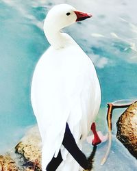 Close-up of swan swimming in lake