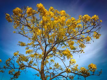 Low angle view of tree against blue sky