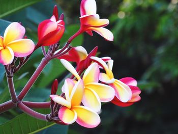 Close-up of frangipani blooming outdoors