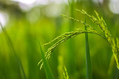 Close-up of crops growing on field