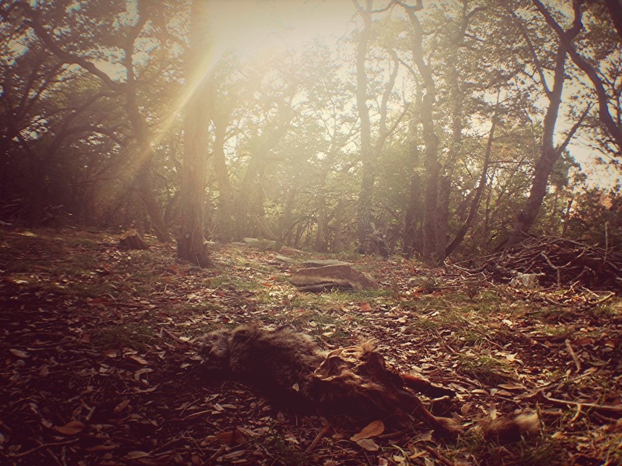 tree, forest, tranquility, tranquil scene, nature, tree trunk, sunlight, growth, woodland, beauty in nature, scenics, sunbeam, landscape, non-urban scene, branch, day, outdoors, the way forward, no people, dirt road