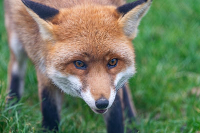 Close-up of a cat looking away