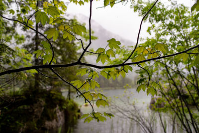 Close-up of wet tree leaves