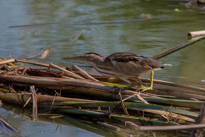 Birds perching on wood in lake