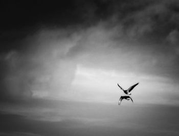 Low angle view of bird flying in sky