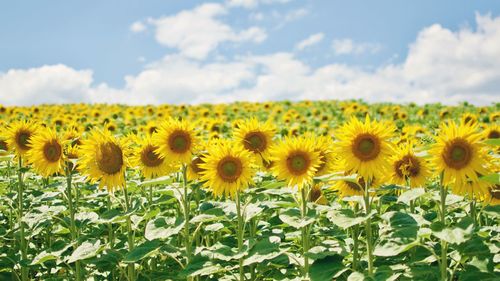 Close-up of sunflower field against sky