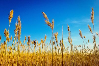 Close-up of stalks in field against blue sky