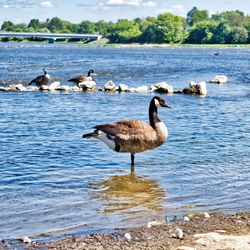 Ducks on a lake