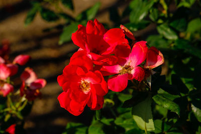 Close-up of red flowering plant