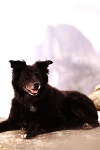 Portrait of black dog against sky