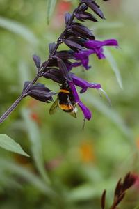 Close-up of insect on purple flower