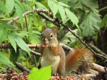 Squirrel eating plant