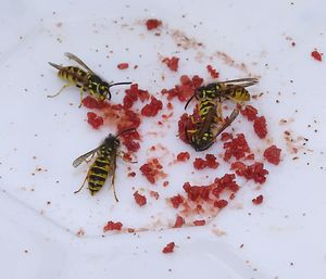 High angle view of fish in plate