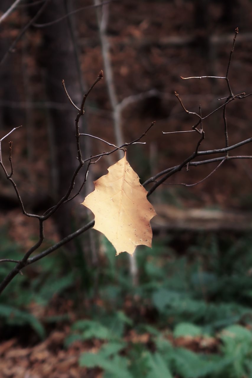 CLOSE-UP OF DRY LEAVES ON LAND