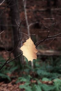 Close-up of dry autumn leaves on field